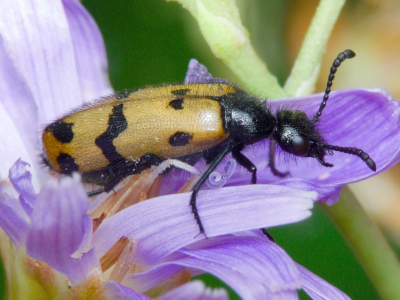 Mylabris geminata Fabricius, 1798